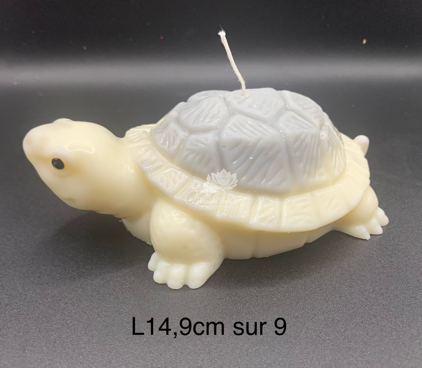 Tortue