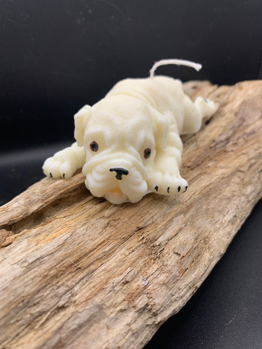 Bougie Sharpey allongé