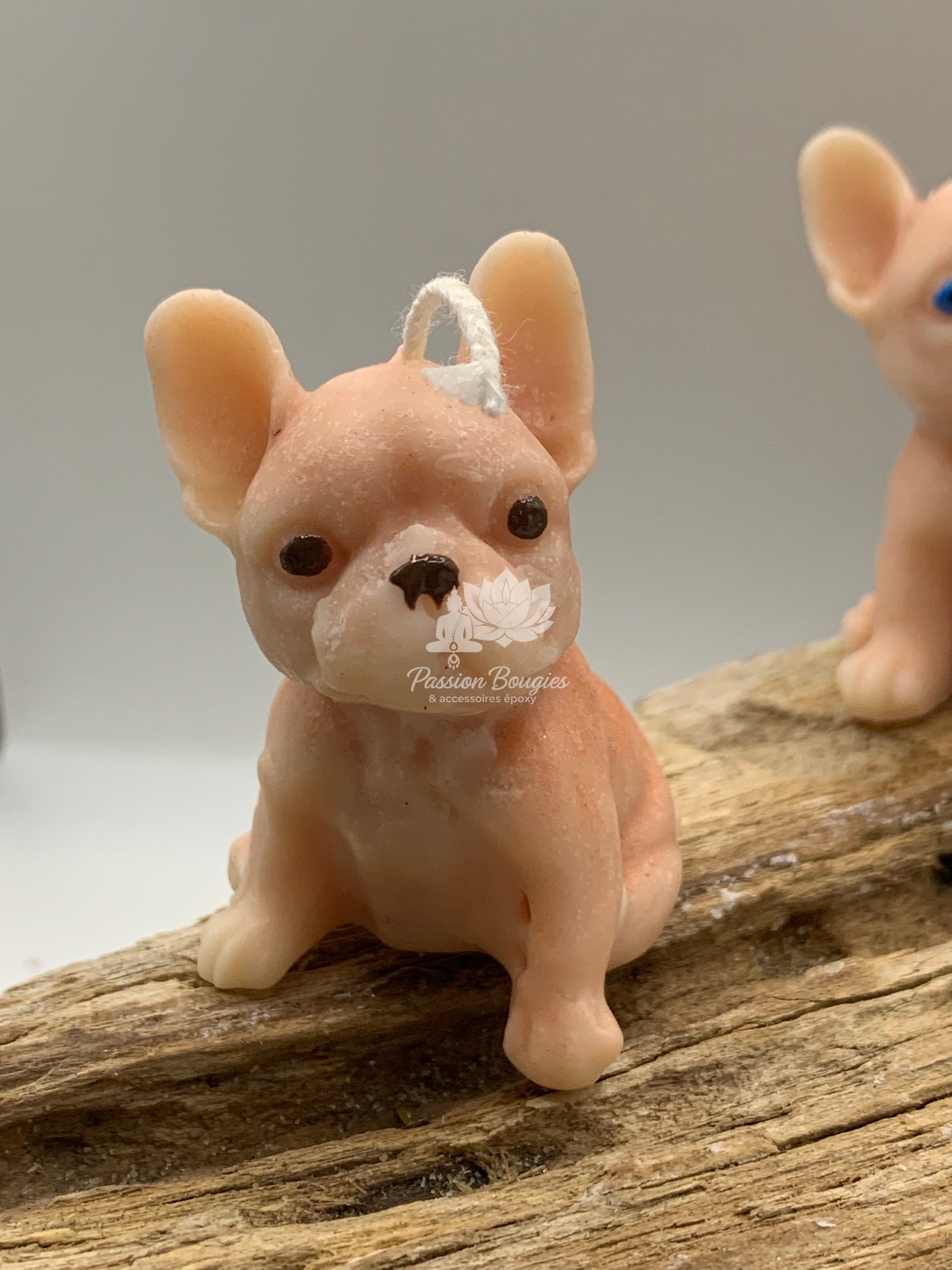 Bouledogue petit assis