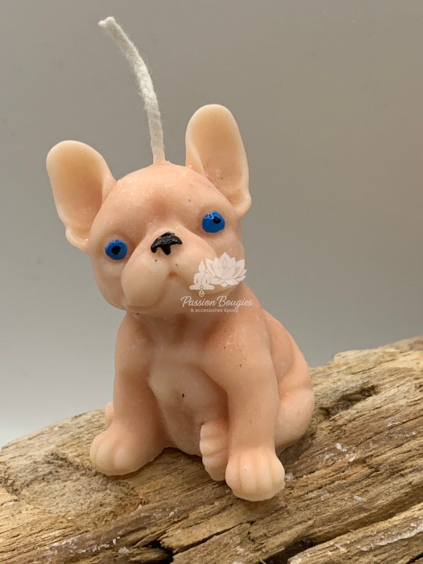 Bouledogue petit assis